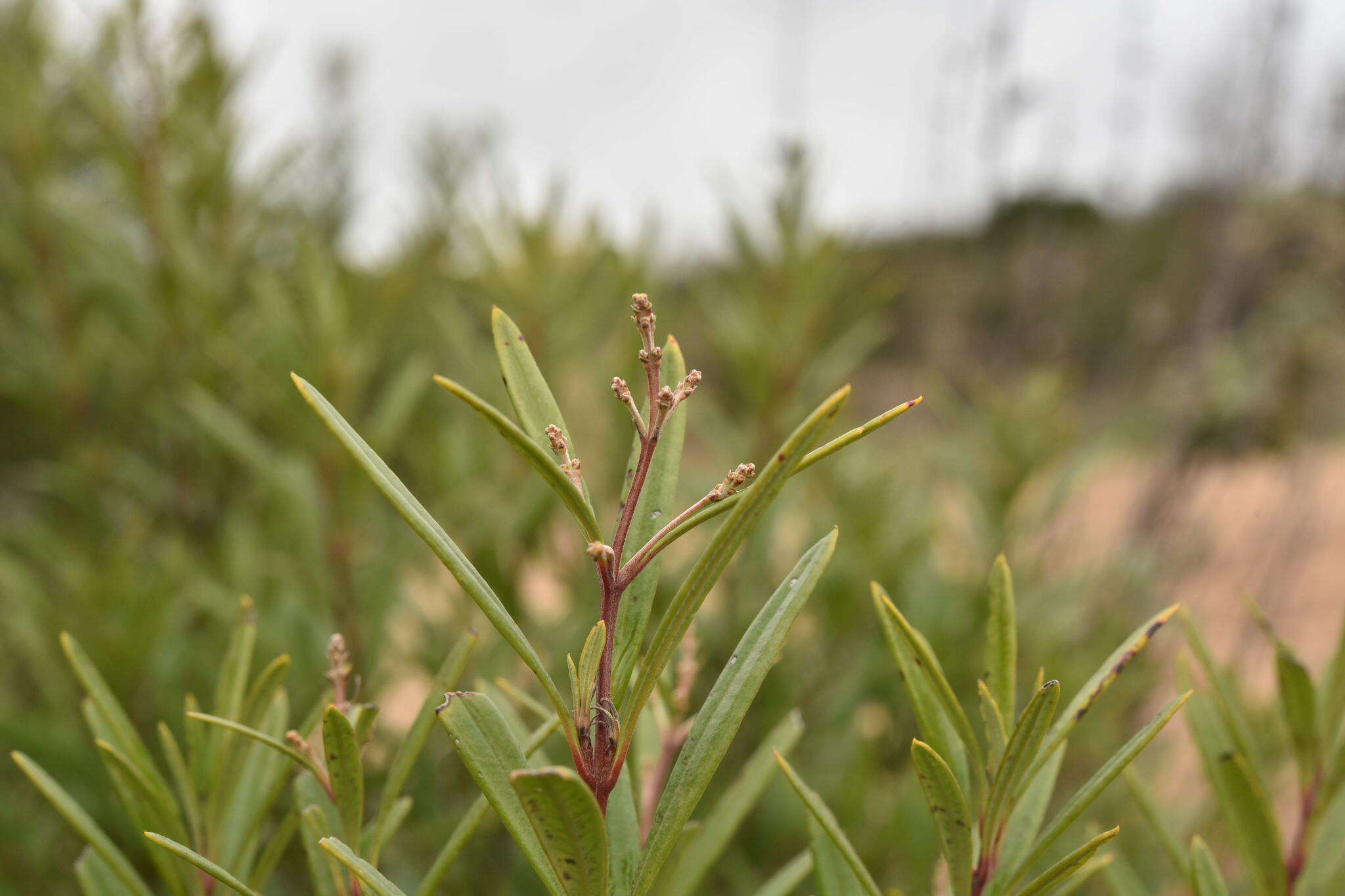 Image of ornithostaphylos