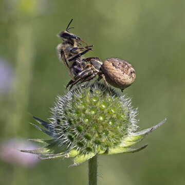 Image of common crab spider