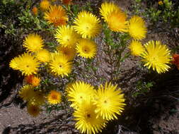 Image of Lampranthus aureus (L.) N. E. Br.