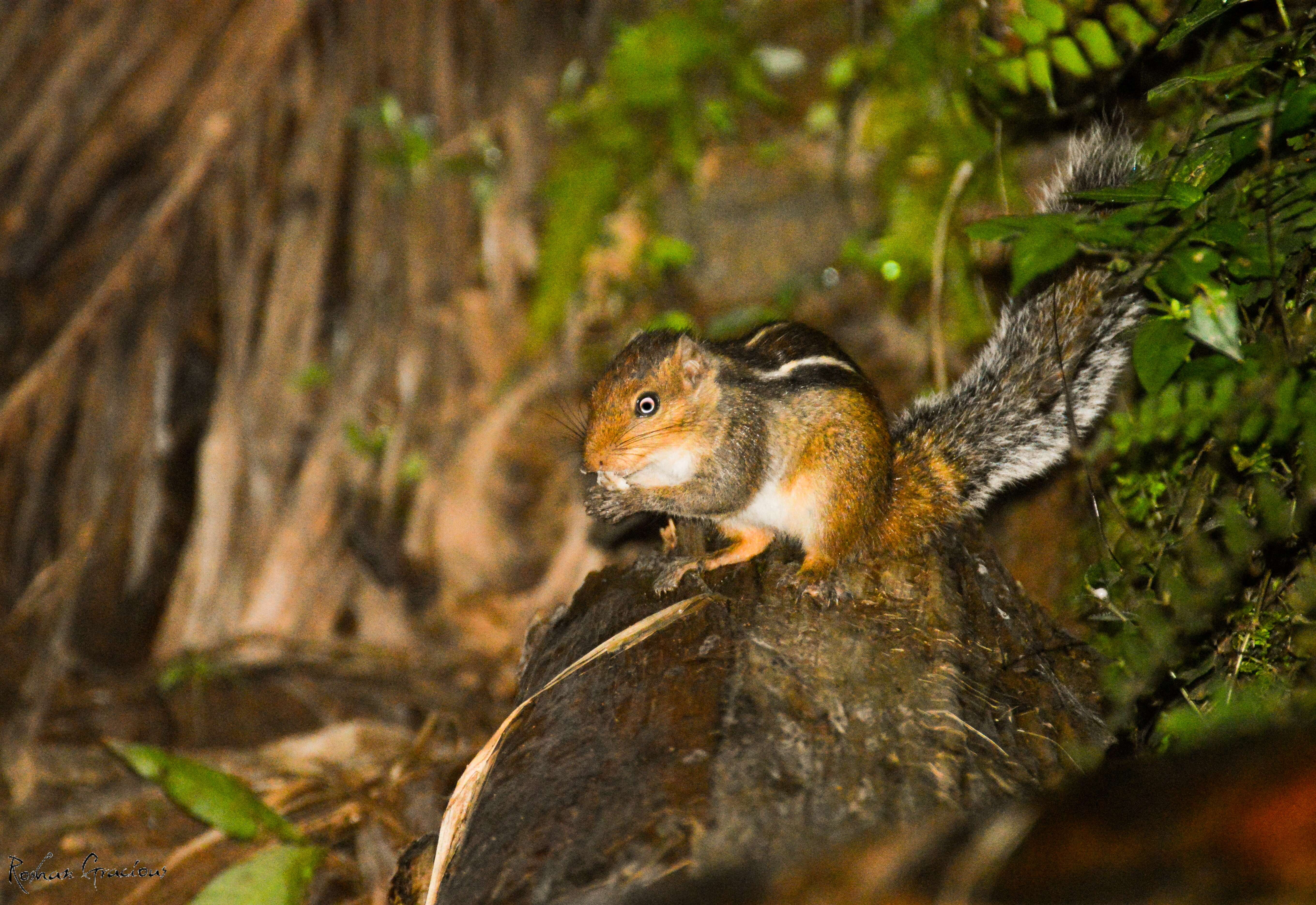 Sivun Funambulus tristriatus (Waterhouse 1837) kuva