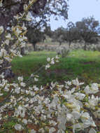 Image of white spanishbroom