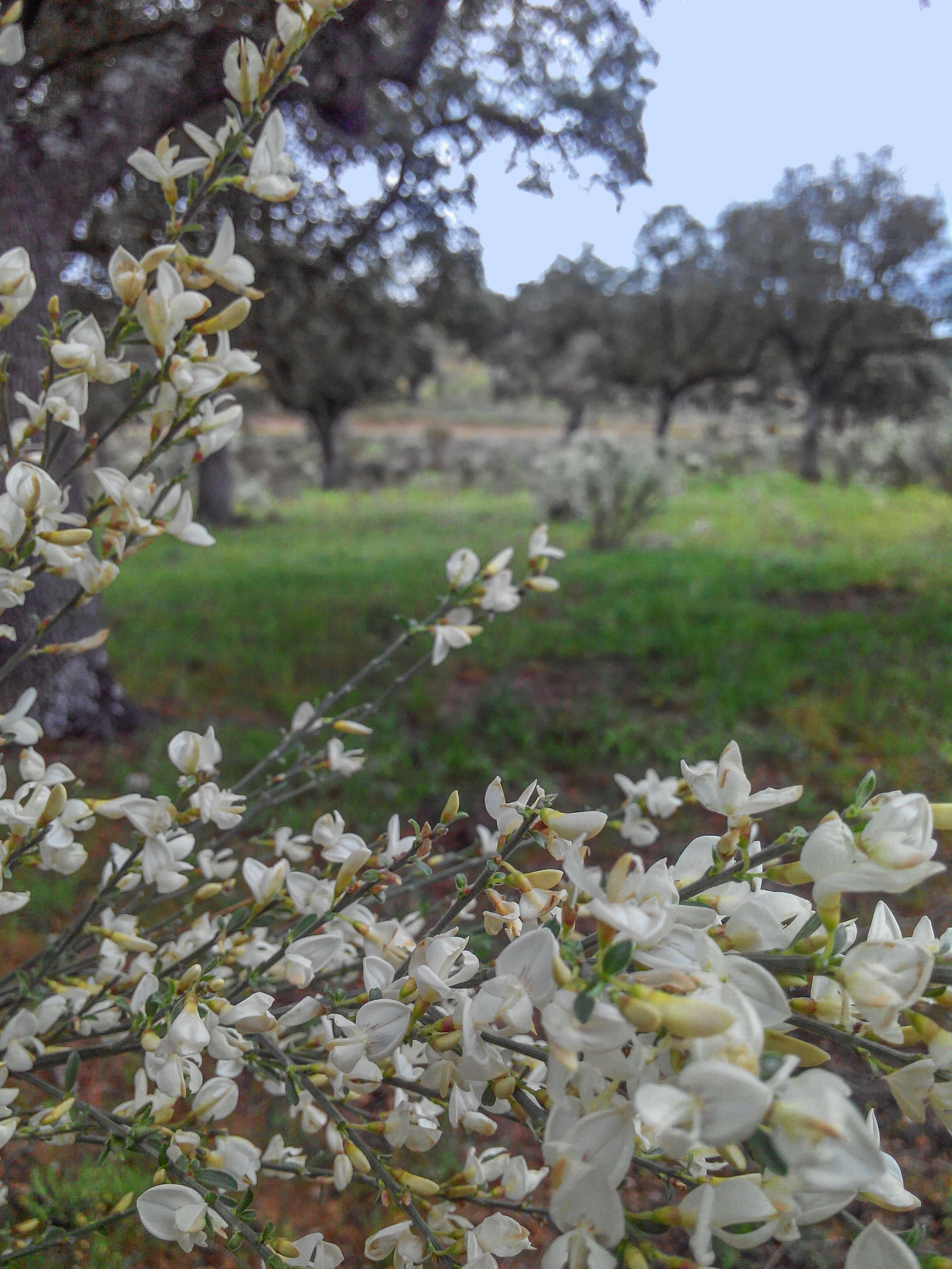 Image de Cytisus multiflorus (L'Her.) Sweet