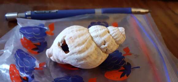 Image of Common whelk