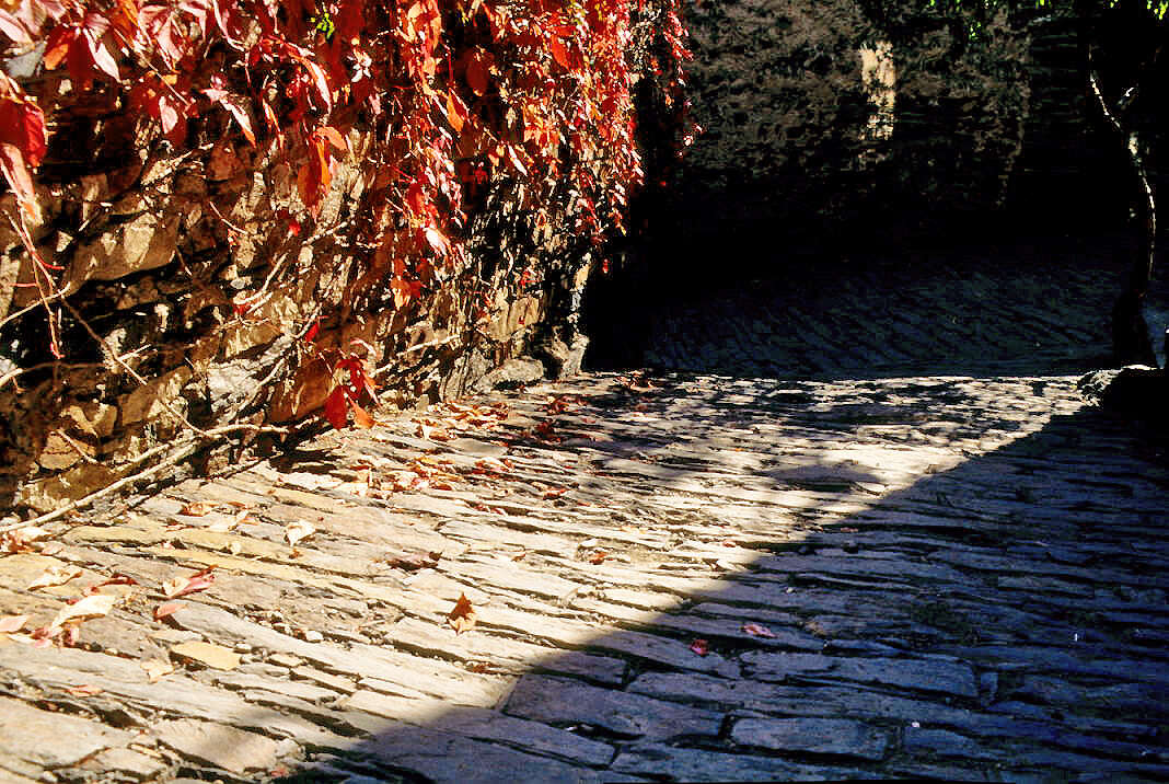 Image de vigne vierge vraie