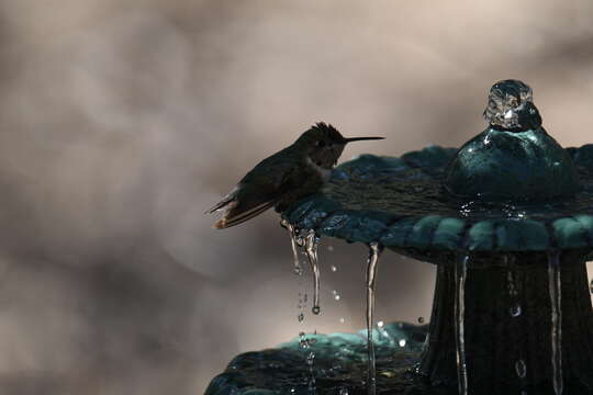 Image of Broad-tailed Hummingbird