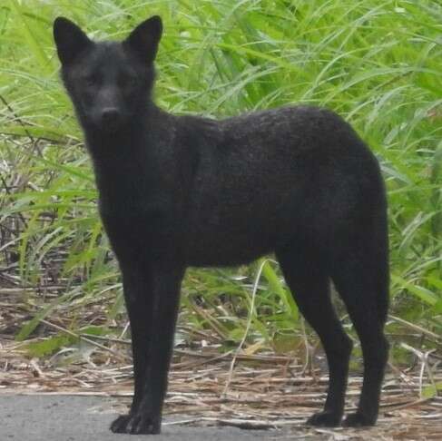 Image of Indian jackal