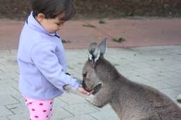 Image of Kangaroo Island Western Grey Kangaroo