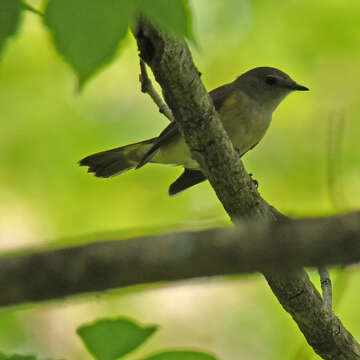 Image of American Redstart