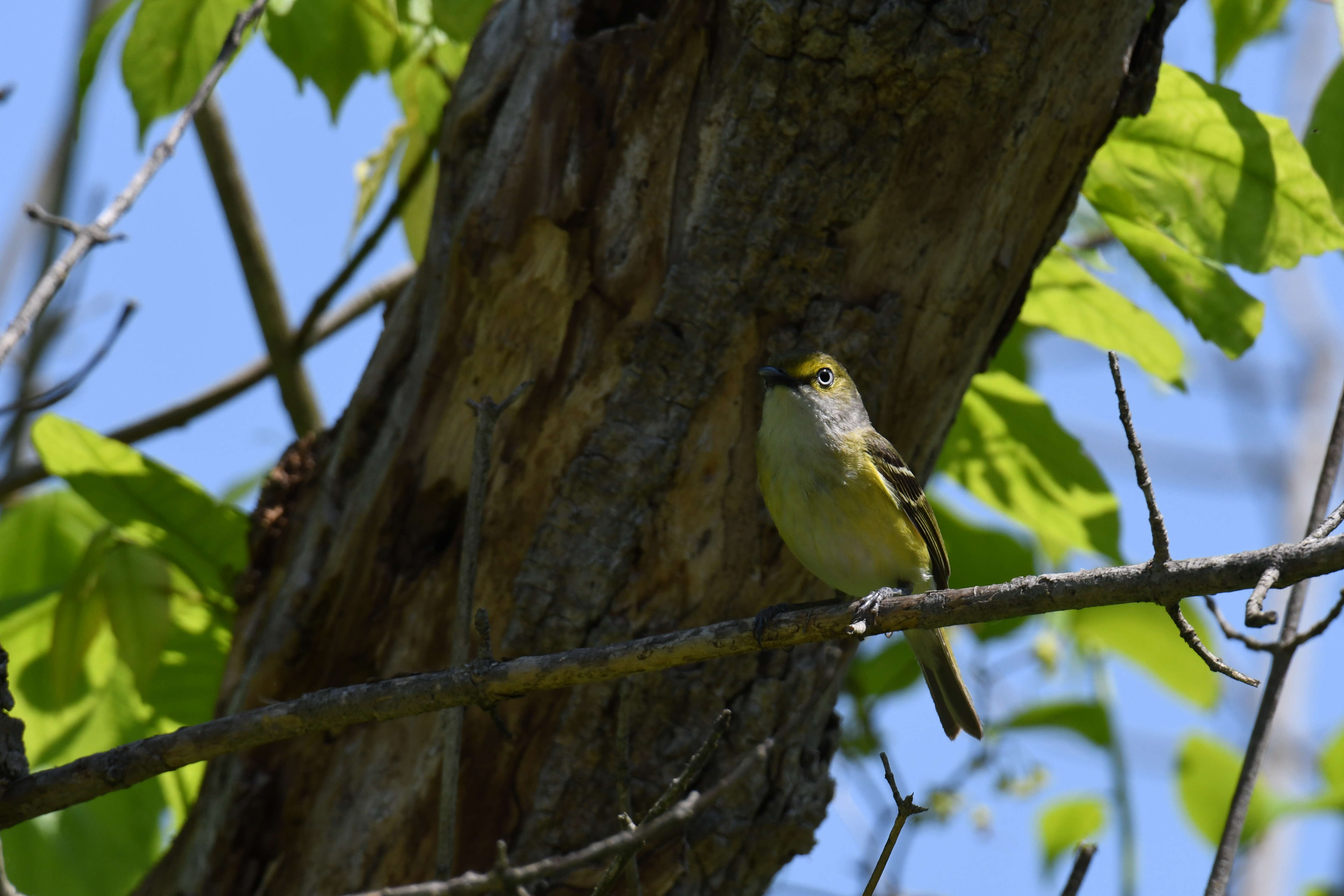 Слика од Vireo griseus (Boddaert 1783)