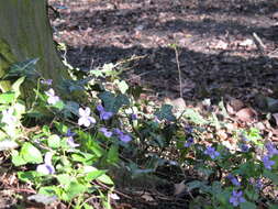 Image of early dog-violet