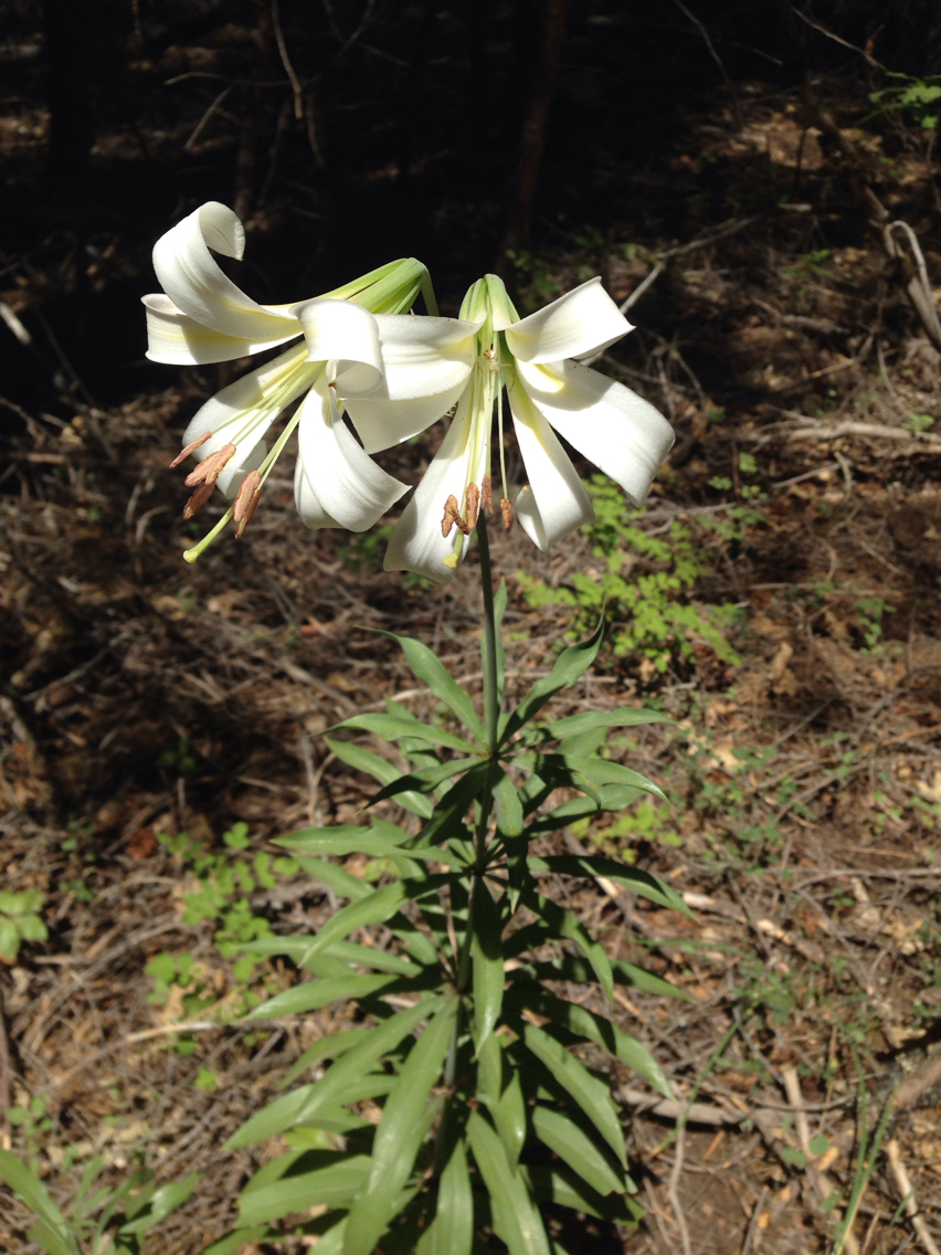 Image of <i>Lilium washingtonianum</i>