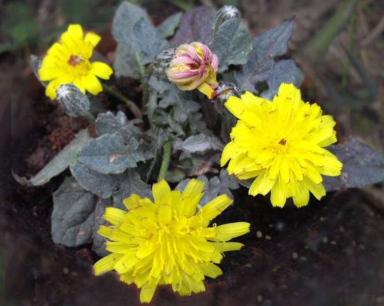 Image of pygmy hawksbeard