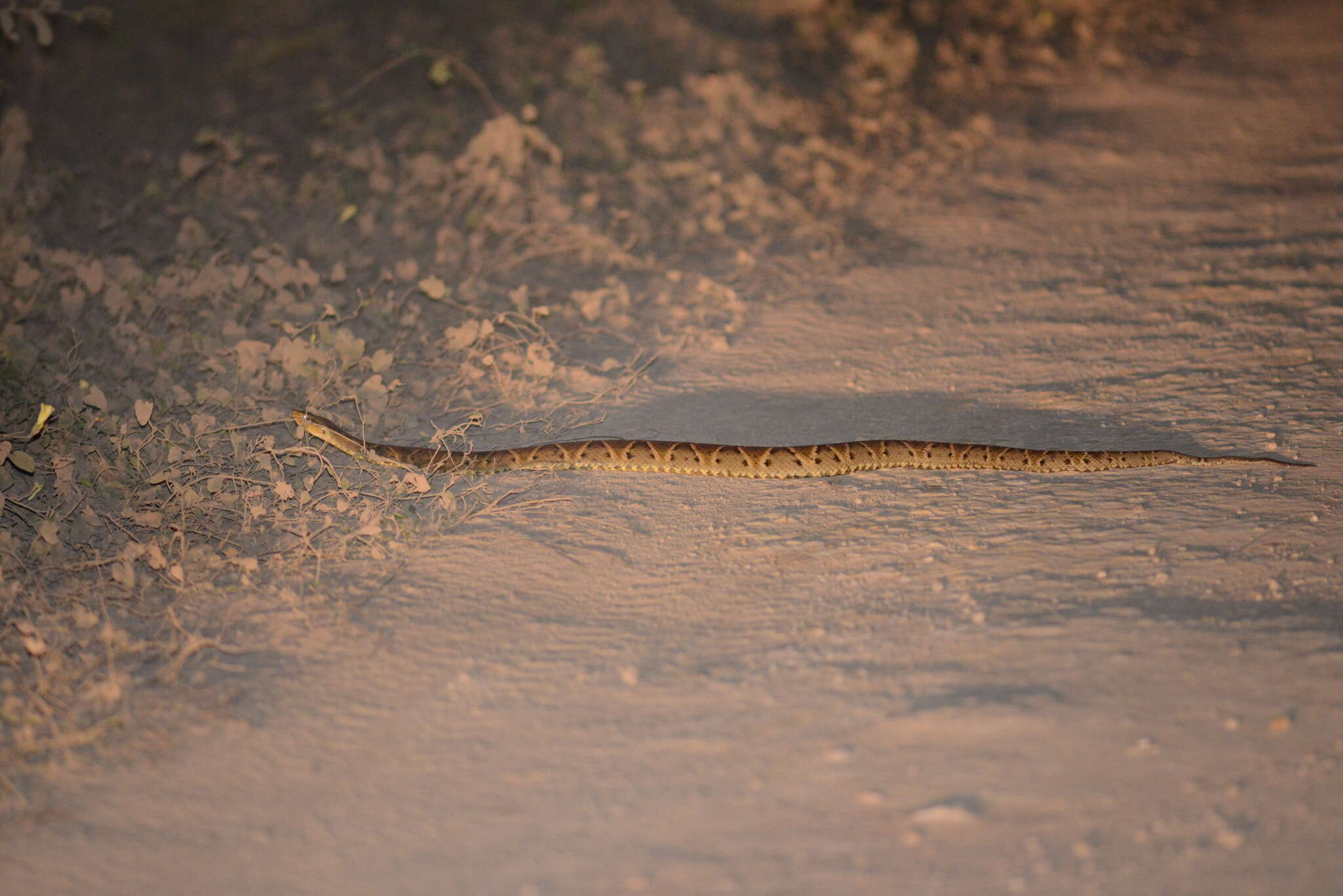 Image of Brazilian Lancehead