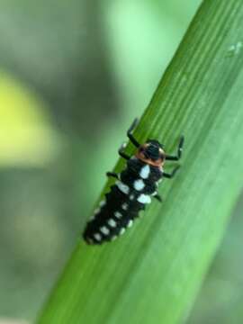 Image of Eriopis connexa