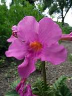 Image of Incarvillea delavayi Bureau & Franch.