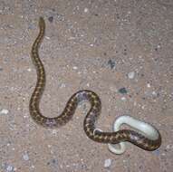 Image of Glossy Snakes