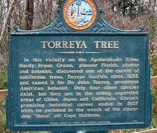 Image of torreya