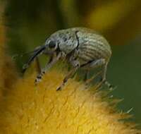 Image of Exapion ulicis