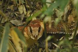 Image of Sri Lanka Bay Owl