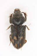 Imagem de Heteroceridae