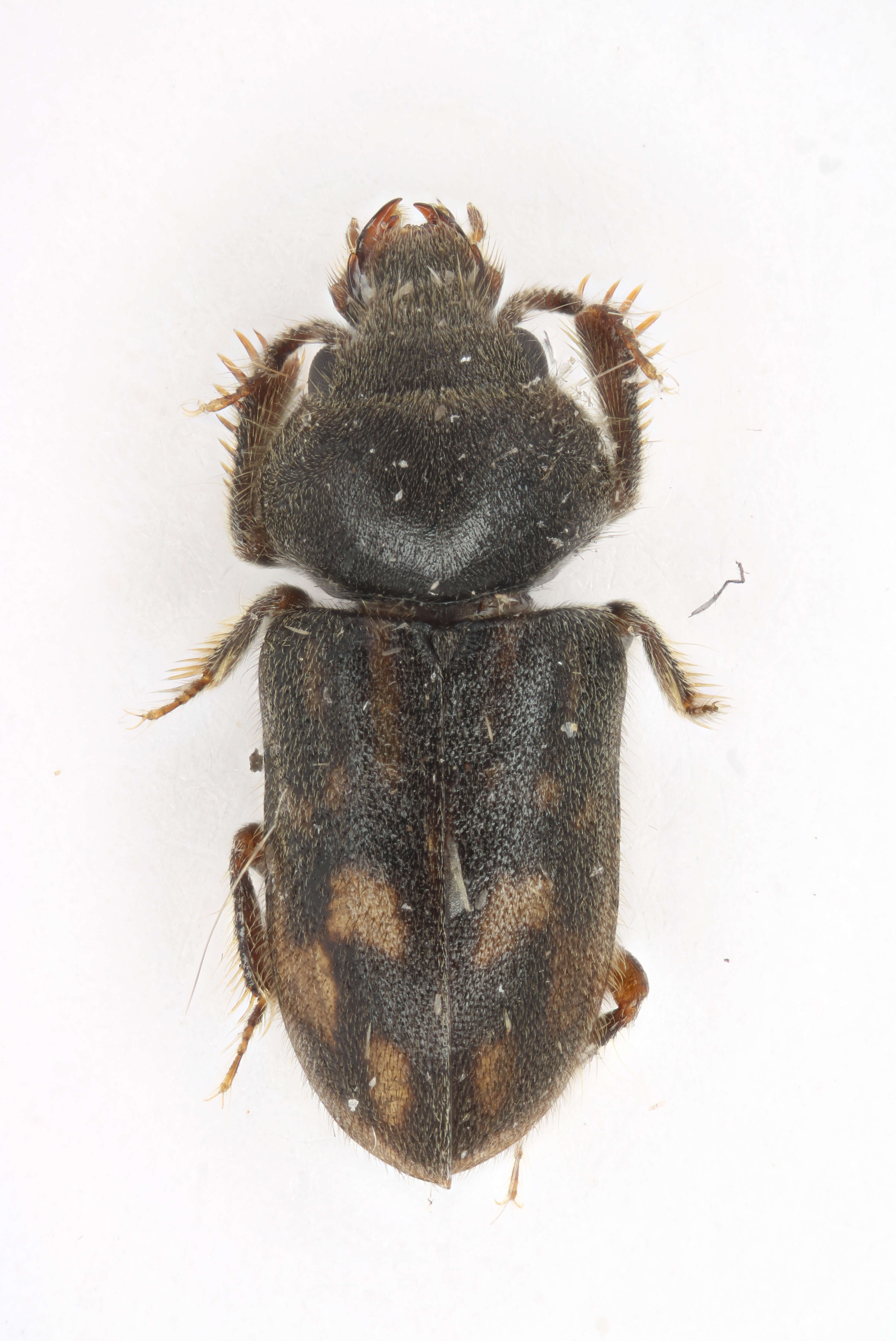 Image of variegated mud-loving beetles
