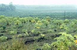 Image of Papaya ringspot virus