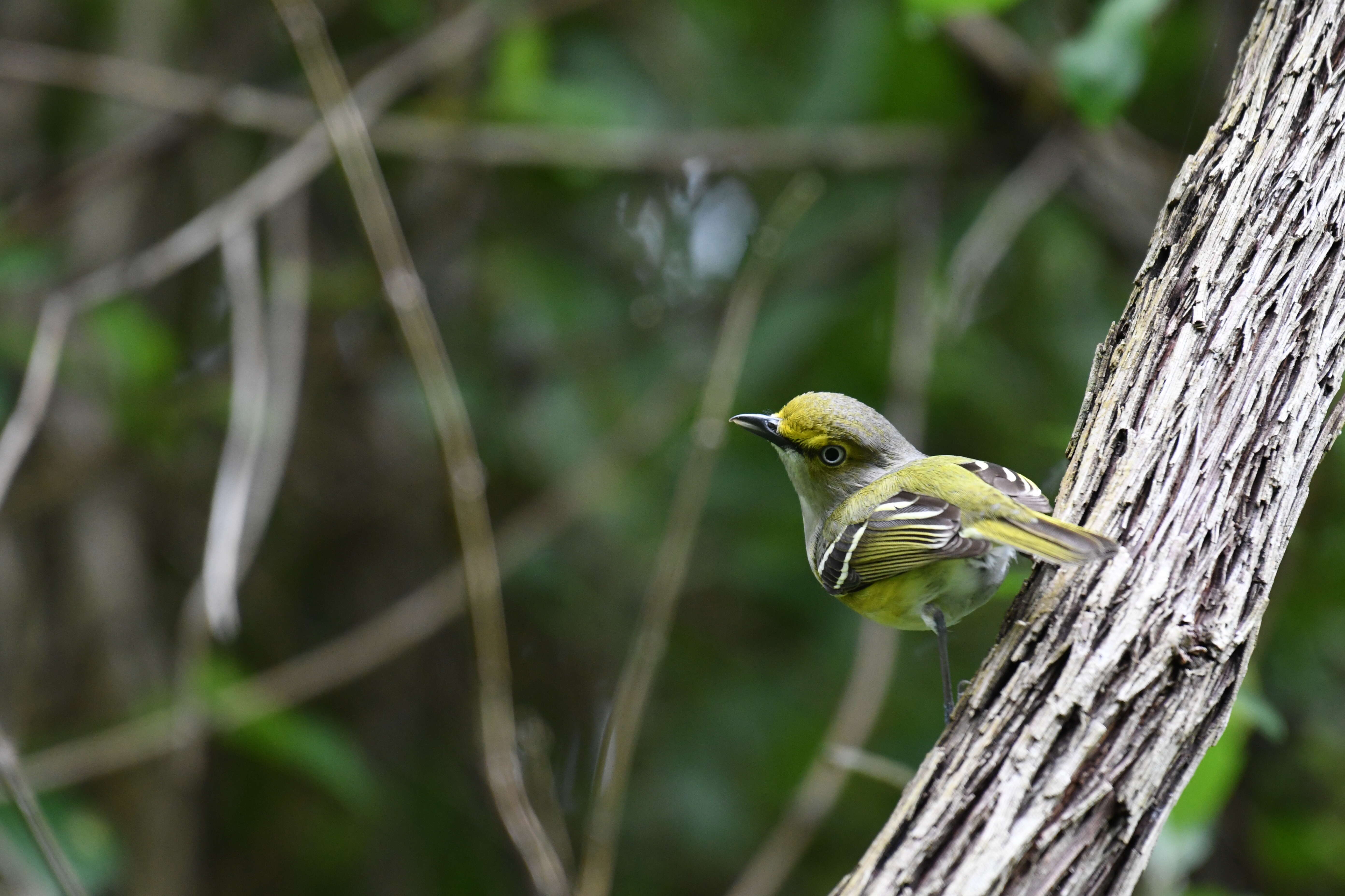 Слика од Vireo griseus (Boddaert 1783)