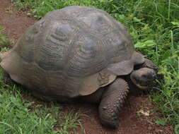 Image of Galapagos giant tortoise