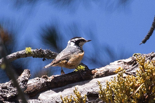 Image of Red-breasted Nuthatch