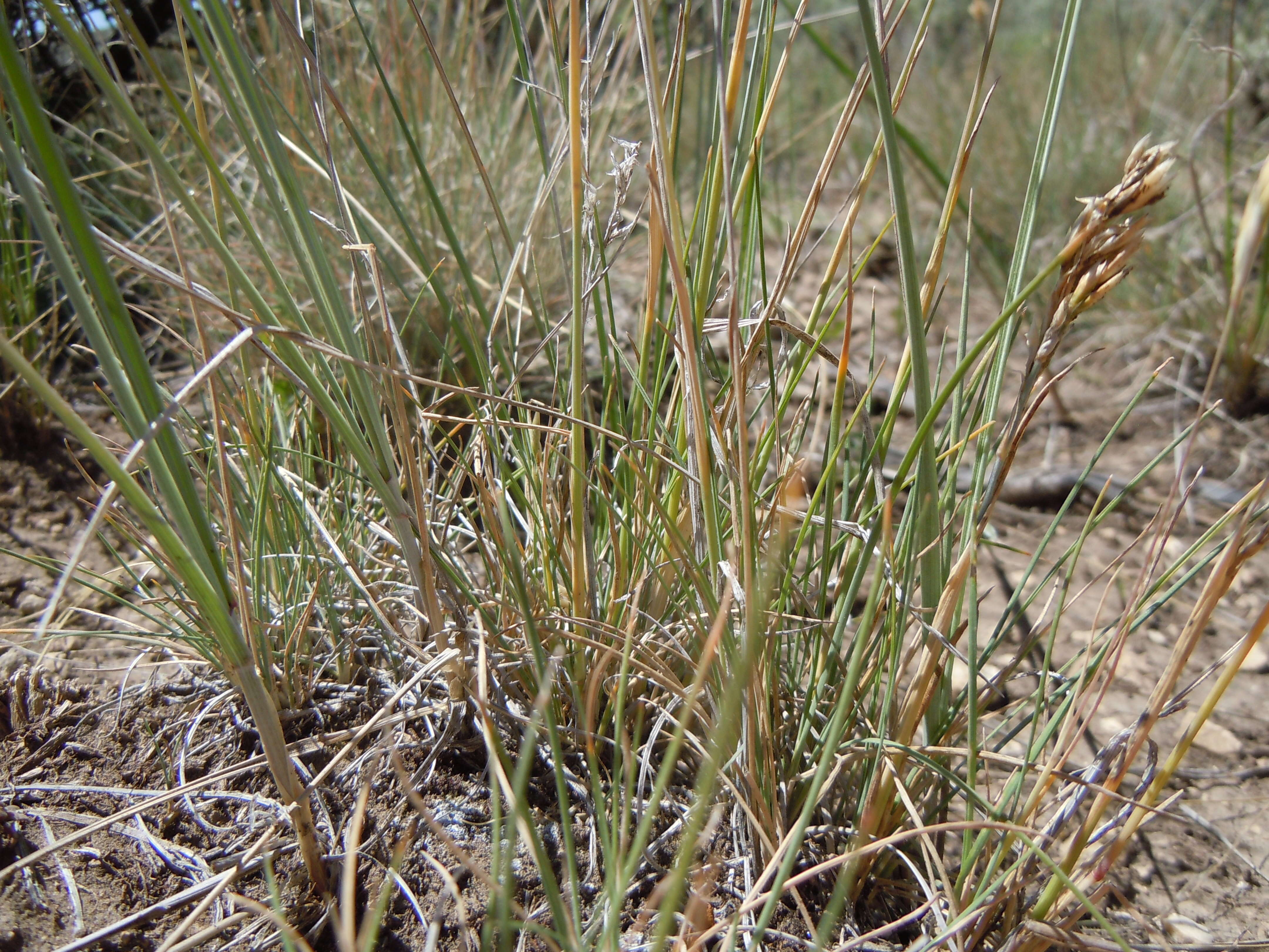 Image de Poa fendleriana (Steud.) Vasey