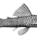 Image of Chaetostoma breve Regan 1904