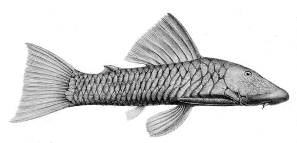 Image of Chaetostoma breve Regan 1904