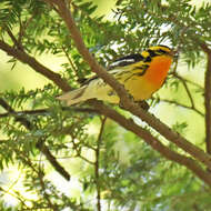 Image of Blackburnian Warbler