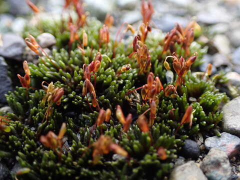 Image of silvergreen bryum moss