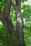 Image of Black Maple