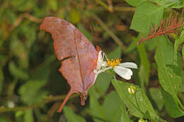 Image of Ruddy Daggerwing