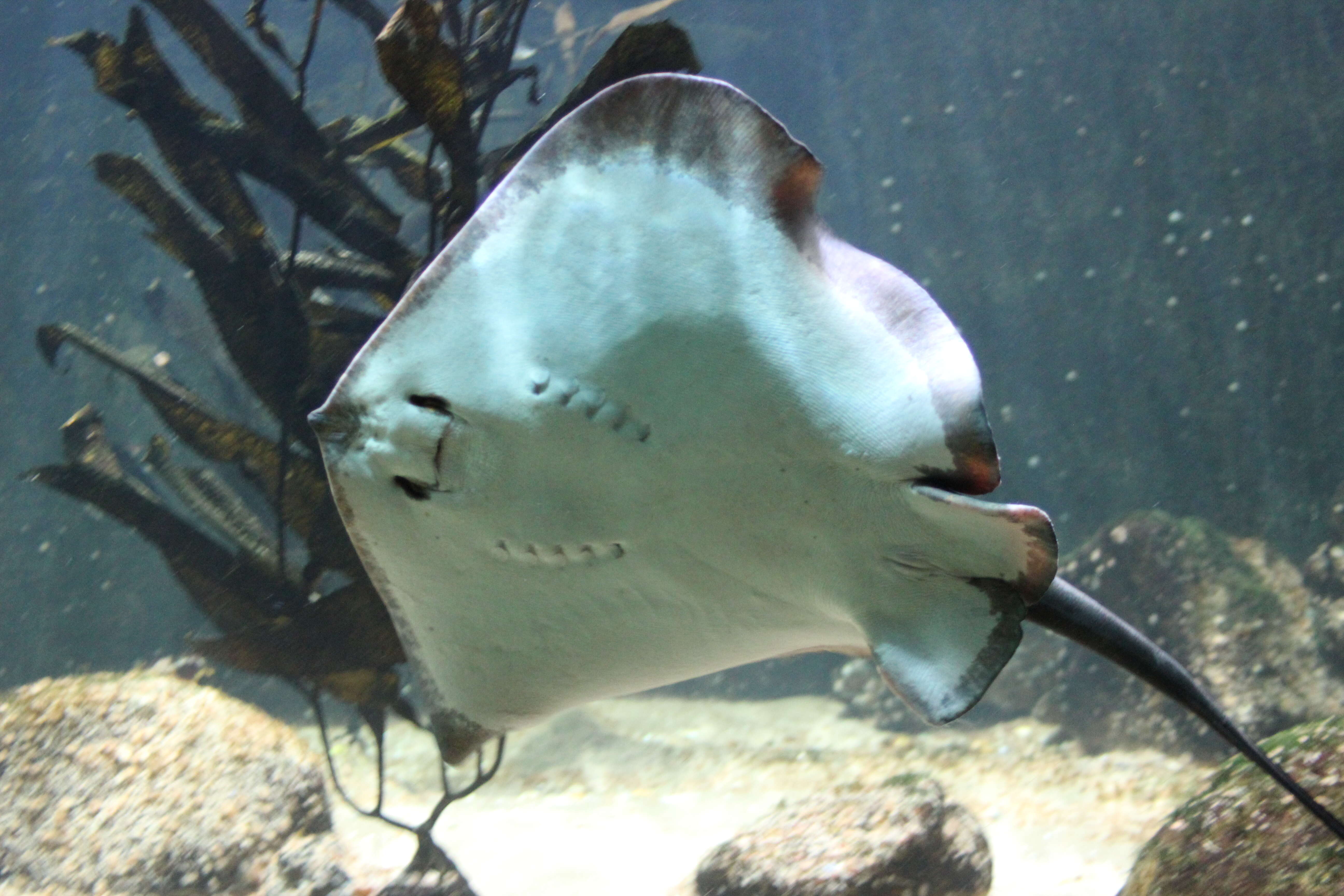 Image of Common Stingray