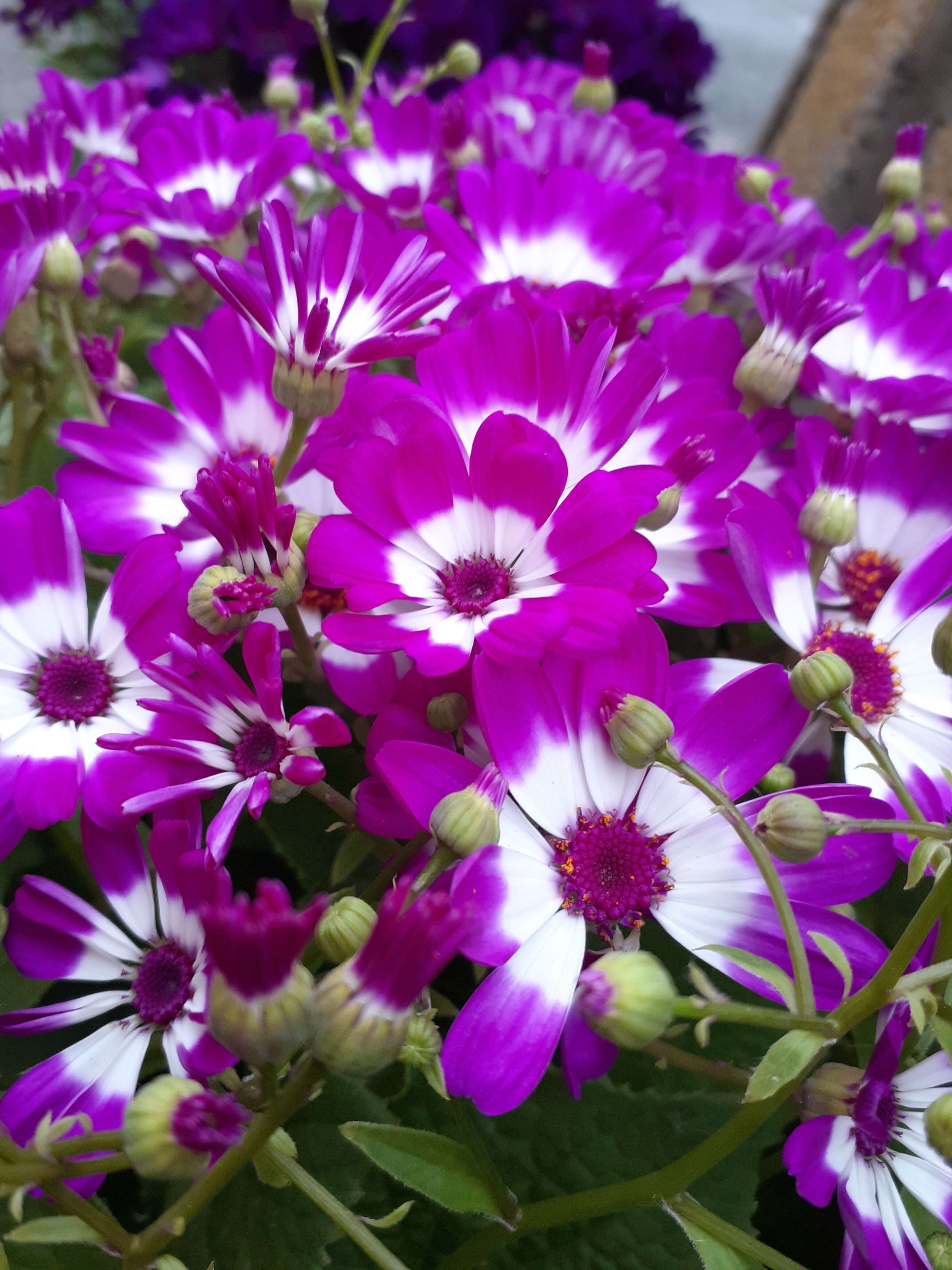 Image of cineraria