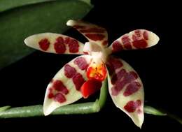 Phalaenopsis maculata Rchb. fil.的圖片