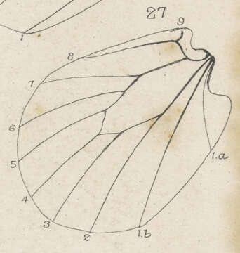 Image of Sooty Ringlet