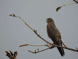 Image of Grasshopper Buzzard