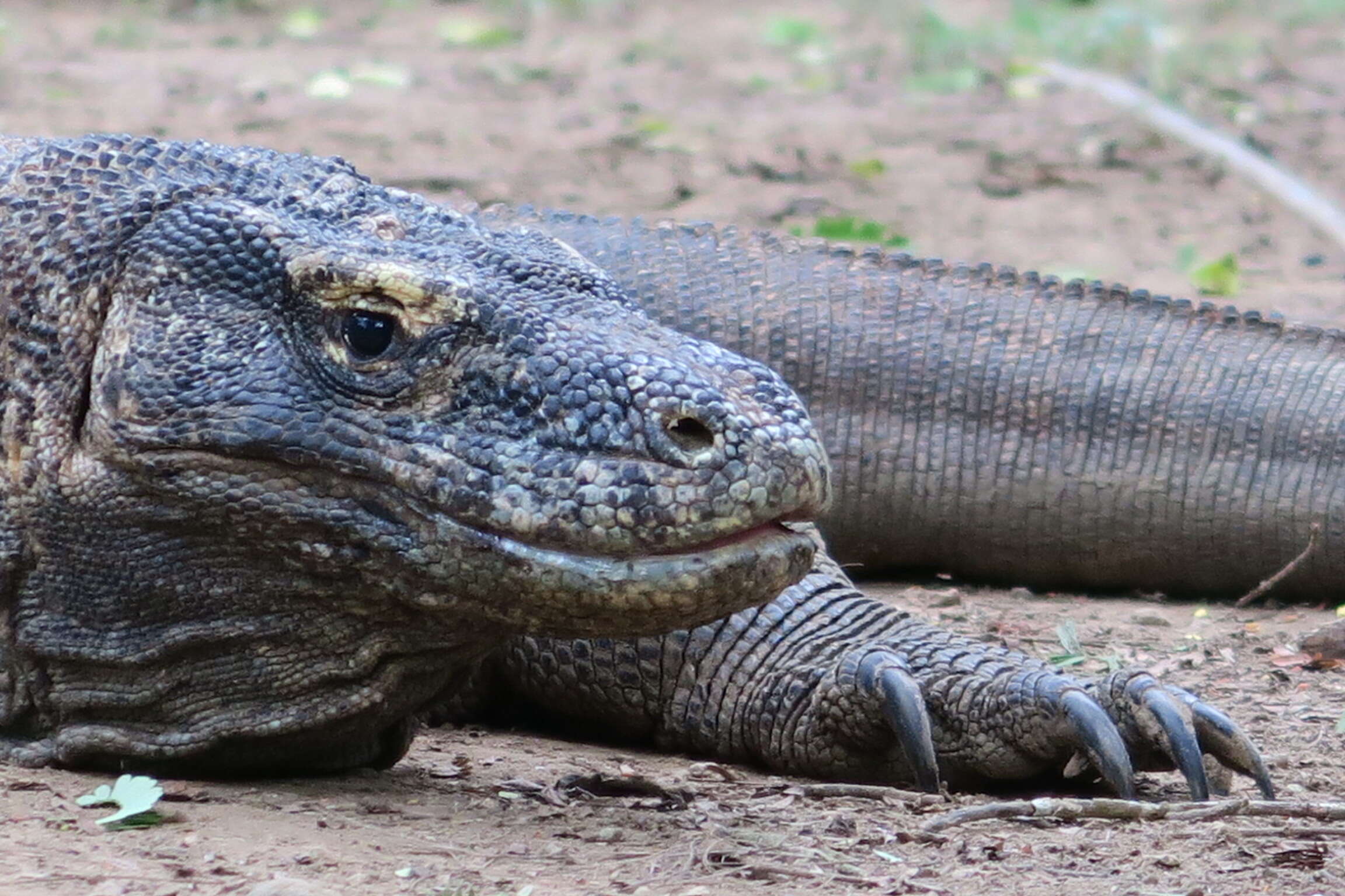 Image of Komodo Dragon