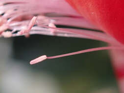 Plancia ëd Schlumbergera truncata (Haw.) Moran