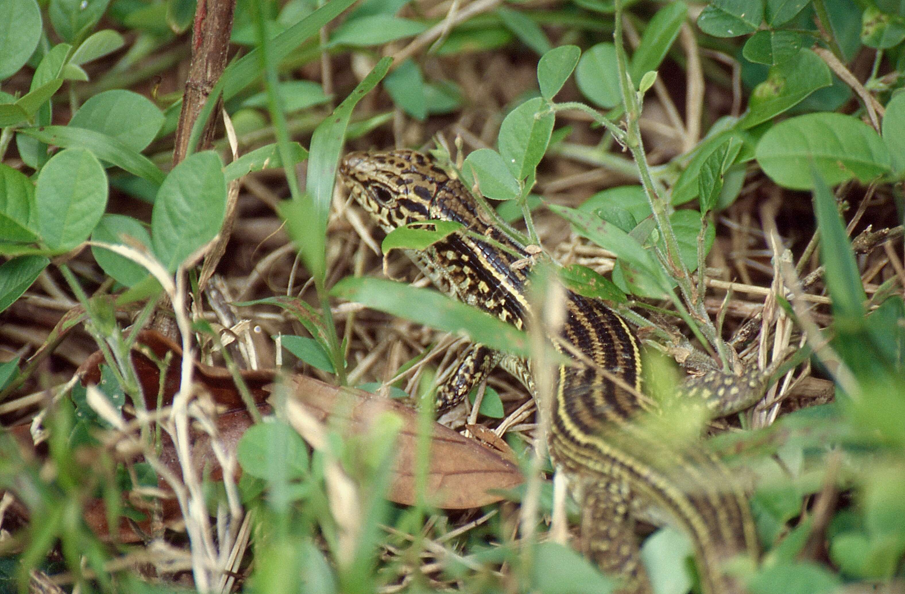 Image of Ornate Girdled Lizard