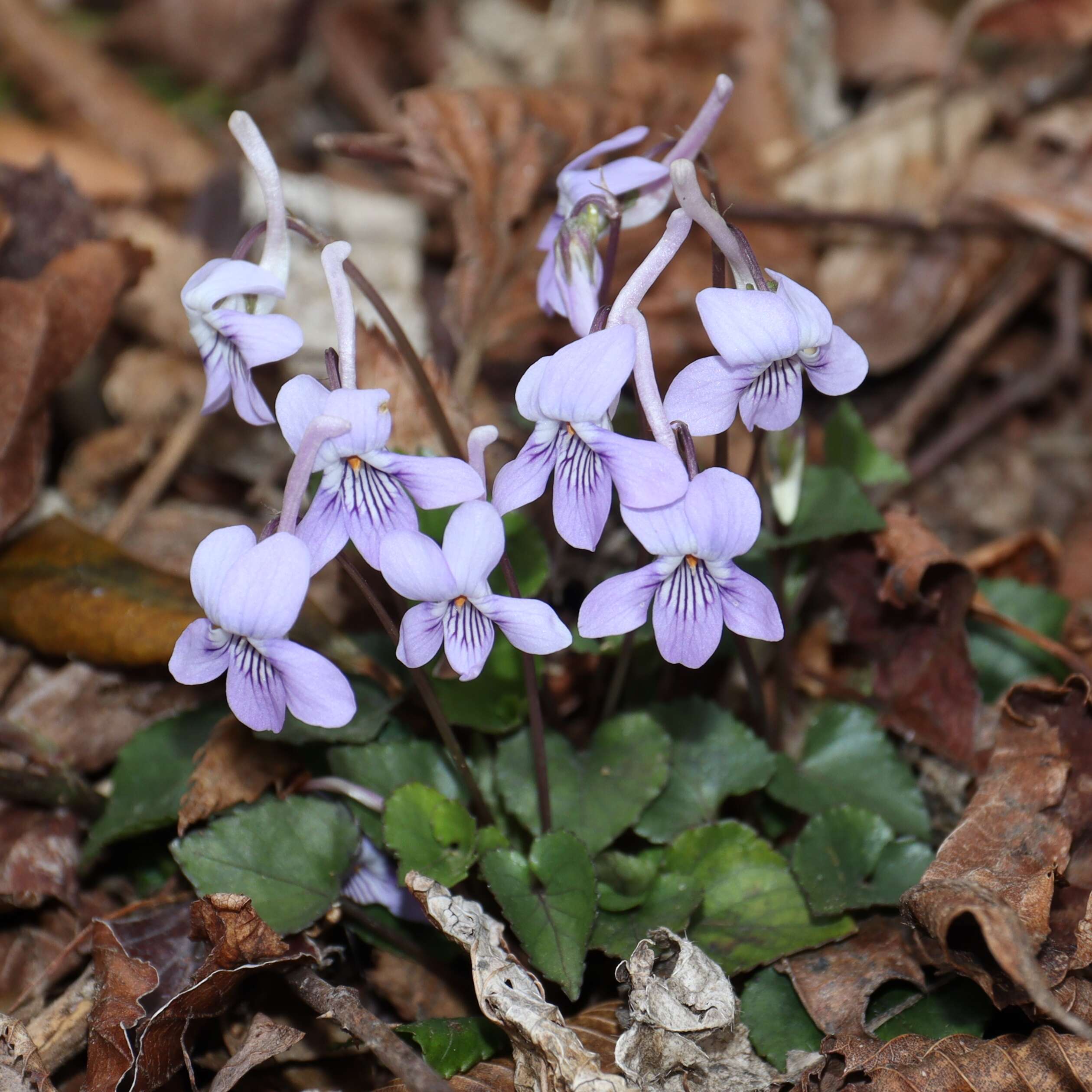 Imagem de Viola rostrata Pursh