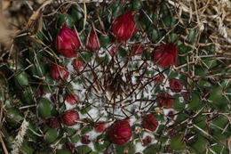 Image of <i>Mammillaria polythele obconella</i>