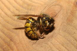 Image of Common wasp