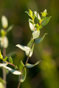 Image of western silver aster