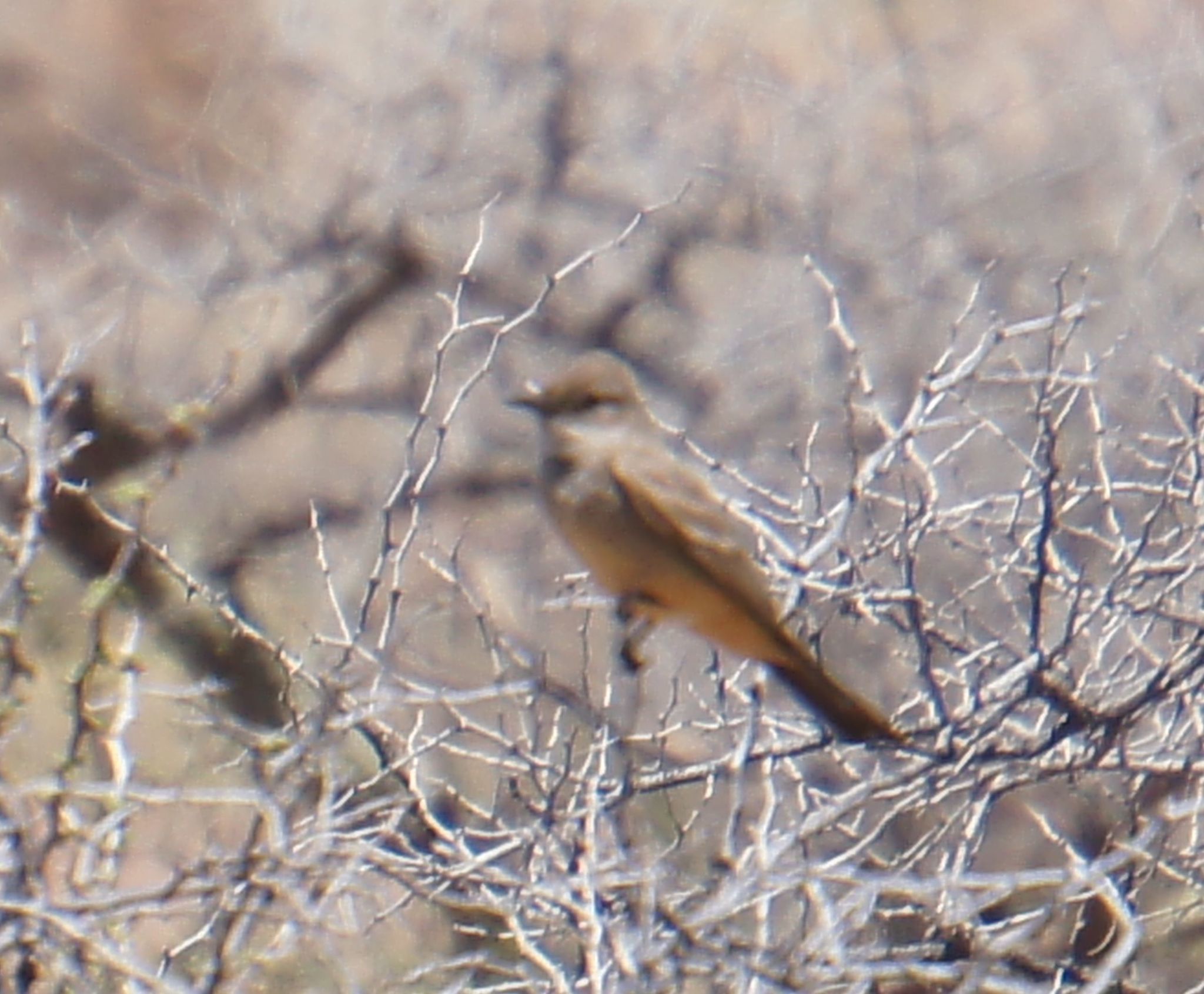 Image of Say's Phoebe