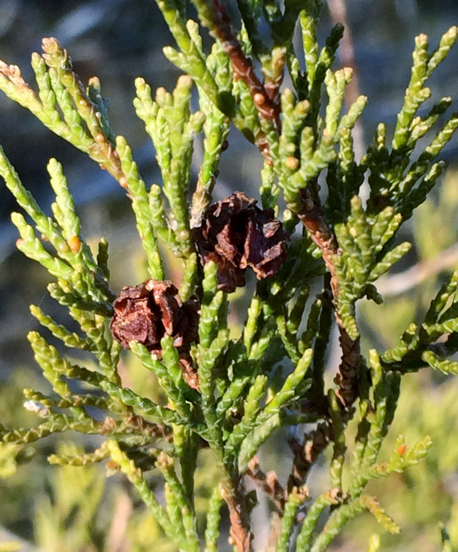 Image of Atlantic White Cedar